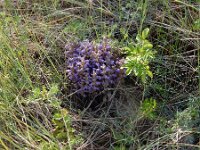 Orobanche purpurea 31, Blauwe bremraap, Saxifraga-Peter Meininger.