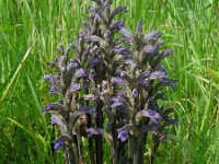Orobanche purpurea 6, Blauwe bremraap, Saxifraga-Ed Stikvoort