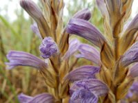 Orobanche purpurea 9, Blauwe bremraap, Saxifraga-Ed Stikvoort