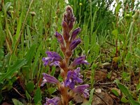 Orobanche ramosa 15, Hennipvreter, Saxifraga-Hans Grotenhuis