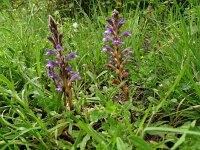 Orobanche ramosa 16, Hennipvreter, Saxifraga-Hans Grotenhuis