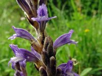 Orobanche ramosa 18, Hennipvreter, Saxifraga-Hans Grotenhuis