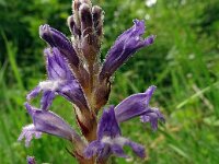 Orobanche ramosa 19, Hennipvreter, Saxifraga-Hans Grotenhuis