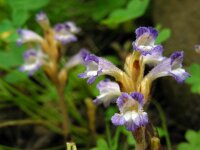Orobanche ramosa 4, Hennepvreter, Saxifraga-Ed Stikvoort