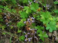 Orobanche ramosa 6, Hennepvreter, Saxifraga-Ed Stikvoort