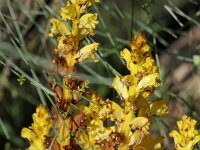 Orobranche rapum-genistae 21, Grote bremraap, Saxifraga-Michiel Drok