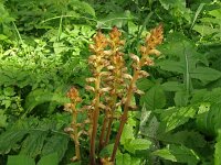 Orobanche reticulata 12, Distelbremraap, Saxifraga-Hans Grotenhuis