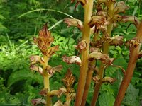 Orobanche reticulata 14, Distelbremraap, Saxifraga-Hans Grotenhuis