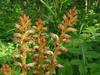 Orobanche reticulata 15, Distelbremraap, Saxifraga-Hans Grotenhuis