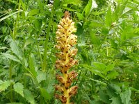 Orobanche reticulata 17, Distelbremraap, Saxifraga-Hans Grotenhuis