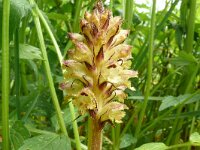 Orobanche reticulata 18, Distelbremraap, Saxifraga-Hans Grotenhuis