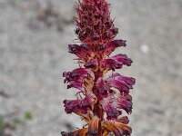 Orobanche sanguinea 2, Saxifraga-Harry Jans