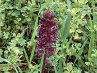 Orobanche sanguinea 3, Saxifraga-Kees Marijnissen