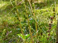 Orthilia secunda 18, Eenzijdig wintergroen, Saxifraga-Hans Grotenhuis