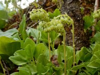 Orthilia secunda 2, Eenzijdig wintergroen, Saxifraga-Ed Stikvoort
