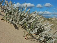 Otanthus maritimus 10, Saxifraga-Ed Stikvoort