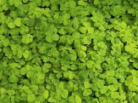 Oxalis acetosella, Wood-sorrel