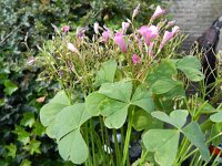 Oxalis articulata 4, Knolklaverzuring, Saxifraga-Rutger Barendse