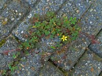 Oxalis corniculata 12, Gehoornde klaverzuring, Saxifraga-Ab H Baas