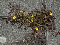 Oxalis corniculata 19, Gehoornde klaverzuring, Saxifraga-Ed Stikvoort