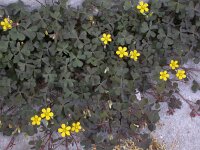 Oxalis corniculata 2, Gehoornde klaverzuring, Saxifraga-Peter Meininger