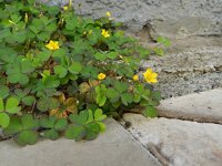 Oxalis corniculata 25, Gehoornde klaverzuring, Saxifraga-Rutger Barendse