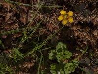 Oxalis corniculata 28, Gehoornde klaverzuring, Saxifraga-Jan van der Straaten
