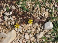 Oxalis corniculata 3, Gehoornde klaverzuring, Saxifraga-Jasenka Topic