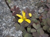 Oxalis corniculata 4, Gehoornde klaverzuring, Saxifraga-Rutger Barendse