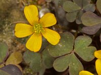 Oxalis corniculata 6, Gehoornde klaverzuring, Saxifraga-Ab H Baas