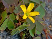Oxalis corniculata 9, Gehoornde klaverzuring, Saxifraga-Ab H Baas