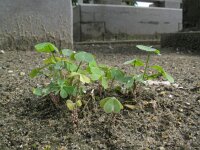 Oxalis debilis 2, Stippelklaverzuring, Saxifraga-Rutger Barendse
