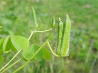 Oxalis debilis 6, Stippelklaverzuring, Saxifraga-Rutger Barendse