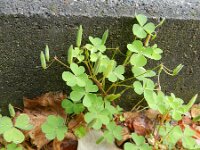 Oxalis dillenii 6, Knobbelklaverzuring, Saxifraga-Rutger Barendse