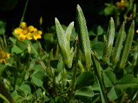 Oxalis dillenii 7, Knobbelklaverzuring, Saxifraga-Ed Stikvoort : Amsterdam Den Haag