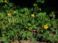Oxalis dillenii 8, Knobbelklaverzuring, Saxifraga-Ed Stikvoort : Amsterdam Den Haag
