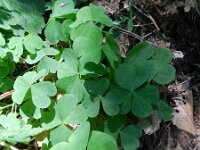 Oxalis latifolia 3, Brede klaverzuring, Saxifraga-Rutger Barendse