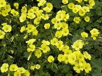 Oxalis pes-caprae 25, Saxifraga-Willem van Kruijsbergen