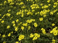 Oxalis pes-caprae 26, Saxifraga-Jan van der Straaten