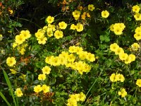 Oxalis pes-caprae 28, Saxifraga-Peter Meininger