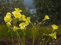 Oxalis pes-caprae 30, Saxifraga-Ed Stikvoort