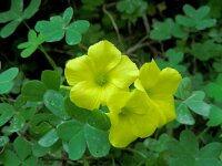 Oxalis pes-caprae 31, Saxifraga-Ed Stikvoort