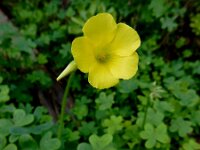 Oxalis pes-caprae 36, Saxifraga-Ed Stikvoort