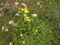 Oxalis pes-caprae 48, Saxifraga-Ed Stikvoort