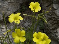 Oxalis pes-caprae 9, Saxifraga-Willem van Kruijsbergen