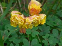 Oxalis pes-caprea forma pleniflora 40, Saxifraga-Ed Stikvoort