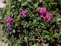 Oxytropis neglecta
