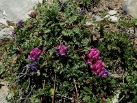 Oxytropis neglecta 2, Saxifraga-Ed Stikvoort : Espinama - Fuente Dé - Regugio de Aliva s9900