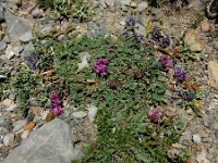 Oxytropis neglecta 3, Saxifraga-Ed Stikvoort : Espinama - Fuente Dé - Regugio de Aliva s9900