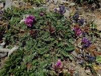 Oxytropis neglecta 4, Saxifraga-Ed Stikvoort : Espinama - Fuente Dé - Regugio de Aliva s9900